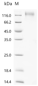 Recombinant Epstein-Barr virus envelope glycoprotein GP350 (BLLF1), partial