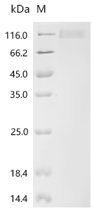 Recombinant Dog Folate hydrolase 1 (folh1), partial