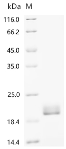 Recombinant Bovine Fibroblast growth factor 1 (FGF1)