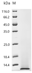Recombinant Chicken Pro-epidermal growth factor (EGF), partial