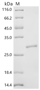 Recombinant Macaca mulatta Erythropoietin receptor (EPOR), partial