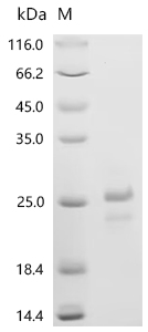 Recombinant Human Ras-related protein Rab-6A (RAB6A)