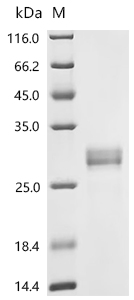 Recombinant Human Ras-related protein Rab-5C (RAB5C)