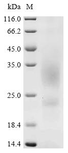 Recombinant Corylus avellana Major pollen allergen Cor a 1 isoforms 5, 6, 11 and 16