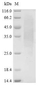 Recombinant Phleum pratense Pollen allergen Phl p 1 (PHLPI)