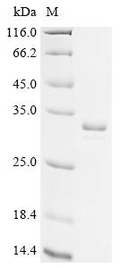 Recombinant Escherichia coli 2,3-bisphosphoglycerate-dependent phosphoglycerate mutase (gpmA)