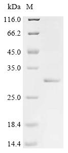 Recombinant Saponaria officinalis Ribosome-inactivating protein saporin-9 (SAP9) (D7N,L8A)
