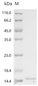 Recombinant Phleum pratense Profilin-1 (PRO1)