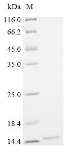Recombinant Phleum pratense Profilin-1 (PRO1)