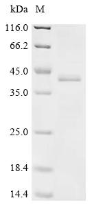 Recombinant Klebsiella pneumoniae Fimbrial subunit type 3 (mrkA)