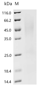 Recombinant Klebsiella pneumoniae Fimbrial subunit type 3 (mrkA)