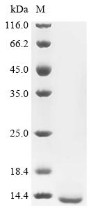 Recombinant Mouse Alpha-hemoglobin-stabilizing protein (Ahsp)