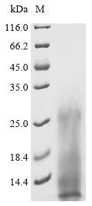 Recombinant Mycobacterium bovis ESAT-6-like protein esxB (esxB)