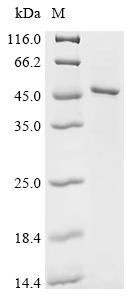 Recombinant Human S-adenosylmethionine synthase isoform type-1 (MAT1A)