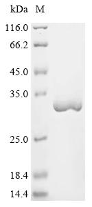 Recombinant Saponaria officinalis Ribosome-inactivating protein saporin-9 (SAP9)