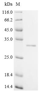 Recombinant Epstein-Barr virus Epstein-Barr nuclear antigen 2 (EBNA2), partial