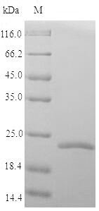 Recombinant Marmota monax Tumor necrosis factor (TNF), partial