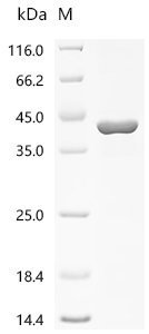 Recombinant Staphylococcus aureus Gamma-hemolysin component C (hlgC)