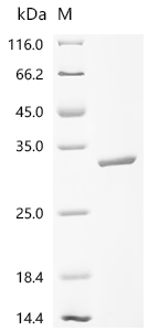 Recombinant Escherichia coli O6:H1 Uncharacterized protein yciO (yciO)