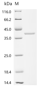 Recombinant Escherichia coli Chaperedoxin (cnoX)