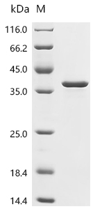 Recombinant Escherichia coli O6:H1 DNA-binding dual transcriptional regulator OmpR (ompR)