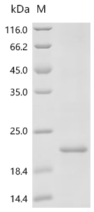 Recombinant Mouse Interleukin-13 (Il13)