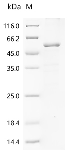 Recombinant Newcastle disease virus Fusion glycoprotein F0 (F), partial