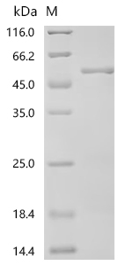 Recombinant Human Formin-2 (FMN2), partial
