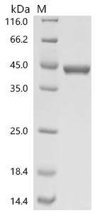 Recombinant Mouse Aldo-keto reductase family 1 member A1 (Akr1a1)