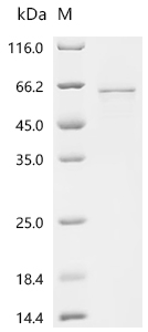 Recombinant Human Midnolin (MIDN)