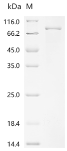 Recombinant Mouse Protein NDNF (Ndnf)