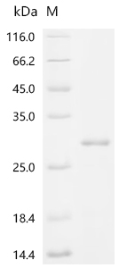 Recombinant Human Macrophage colony-stimulating factor 1 (CSF1), partial