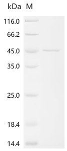 Recombinant Human Syncytin-2 (ERVFRD-1), partial