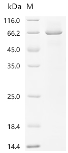 Recombinant Human Cadherin-12 (CDH12), partial