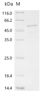 Recombinant Glutamicibacter nicotianae Adenylate cyclase (cya) (D403A)