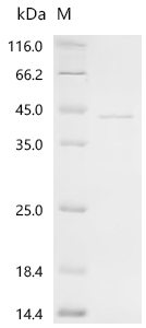 Recombinant Vespula vulgaris Phospholipase A1