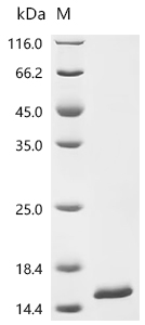 Recombinant Epstein-Barr virus Protein BMRF2 (BMRF2), partial