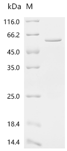Recombinant Mouse Neurogenic differentiation factor 1 (Neurod1)(H241A)