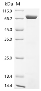Recombinant Corynephage beta Diphtheria toxin, partial