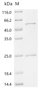 Recombinant Rotavirus A Non-structural glycoprotein 4, partial