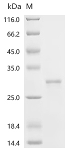 Recombinant Human Erythropoietin (EPO)