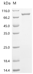Recombinant Rat Coiled-coil domain containing 112 (Ccdc112)