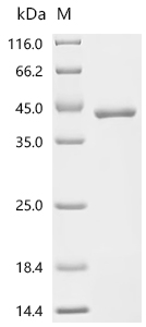 Recombinant Human Prothrombin (F2), partial