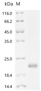 Recombinant Macaca fascicularis Inhibin subunit beta E (INHBE), partial