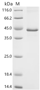 Recombinant Human Proto-oncogene Wnt-1 (WNT1)