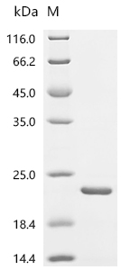 Recombinant Human Bromodomain-containing protein 2 (BRD2), partial