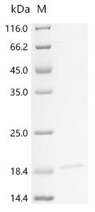 Recombinant Human Voltage-dependent calcium channel gamma-1 subunit (CACNG1), partial