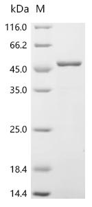 Recombinant Human respiratory syncytial virus Protein M2-1 (M2-1)