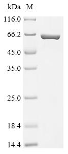 Recombinant Escherichia coli Periplasmic trehalase (treA)