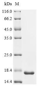 Recombinant Bacillus subtilis RNA-binding protein YbxF (rulS)